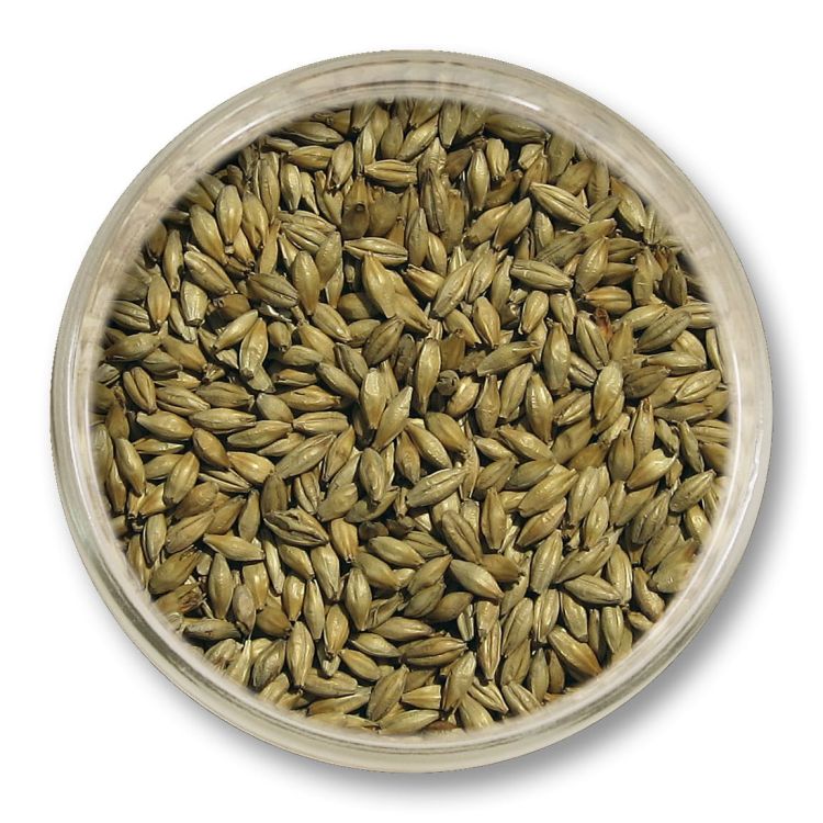 Słód Cookie 1 kg Viking Malt – słód specjalny o aromacie ciasteczek, nadaje złocistą barwę i pełnię piwu