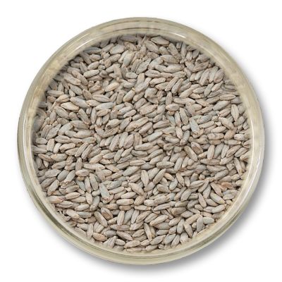 Słód żytni Viking Malt 5 kg – słód piwowarski nadający pełnię, lekko pikantny charakter i zbożowy profil piwu