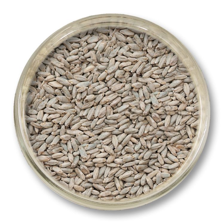 Słód żytni Viking Malt 5 kg – słód piwowarski nadający pełnię, lekko pikantny charakter i zbożowy profil piwu