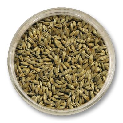 Słód Pale Ale Viking Malt 25 kg Strzegom – słód bazowy do warzenia piwa o złocistej barwie i pełnym, słodowym charakterze